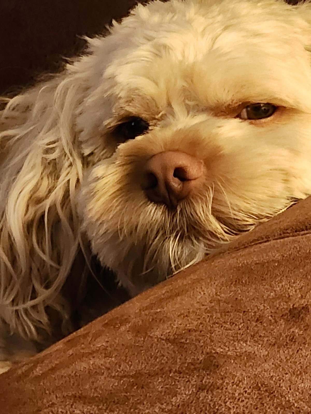 Ewok Tobi Ewok Tobi